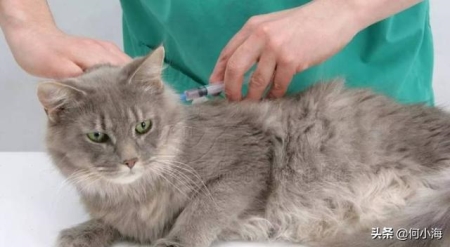 纯种加菲猫的特征,一个都不中的,肯定是串 加菲猫是名猫吗?