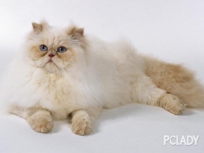 猫咪脖子上的疙瘩都有哪些真相导致？可能是囊肿在不断变大增多​