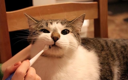 猫咪脖子上的疙瘩都有哪些真相导致？可能是囊肿在不断变大增多​