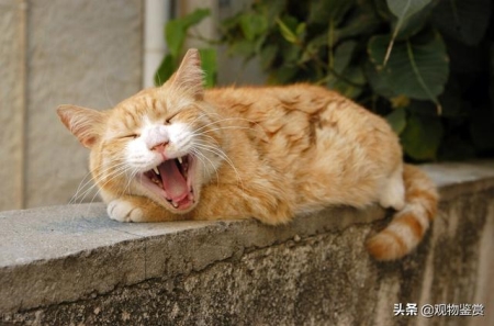 猫咪尿液检查重要检查什么?宠物主人在家给猫咪采尿可以吗?