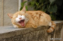 猫咪尿液检查重要检查什么宠物主人在家给猫咪采尿可以吗？