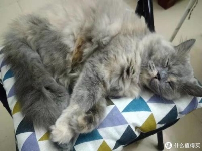 蓝猫为什么叫做蓝猫？明明是灰色的！蓝猫的由来 为什么要叫蓝猫