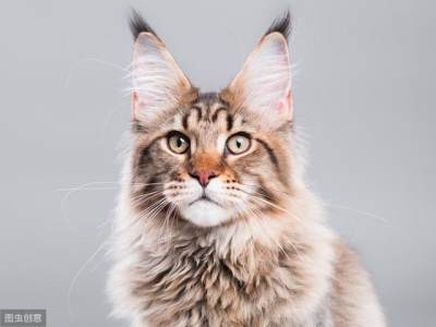 蓝猫为什么叫做蓝猫？明明是灰色的！蓝猫的由来 为什么要叫蓝猫