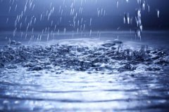 猫中之王是什么猫雍容华贵的波斯猫，非常的