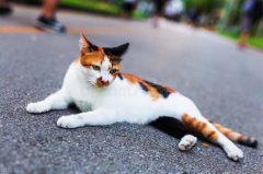 百灵鸟代表什么人百灵鸟代表哪种人