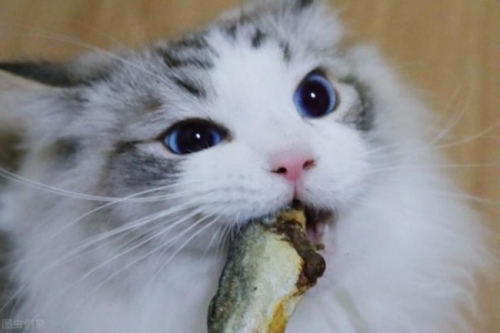 买狗时，有几种狗是千万不能买的，不然就是花钱买罪受