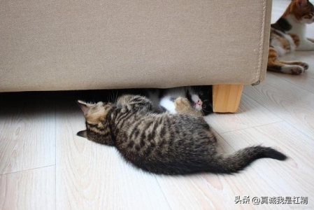 养猫必看：猫鼻支医治费用是多少？处理猫鼻支一般要花多少？