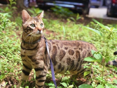 分享10种最奇怪的猫！这些猫咪长得真奇怪！