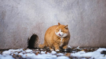 养猫必看：猫鼻支医治费用是多少？猫鼻支怎么预防？