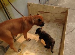 幼犬不吃狗粮可以吃什么？给幼犬喂食的方式