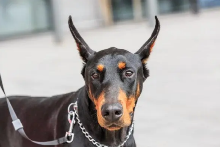 幼犬不吃狗粮可以吃什么？给幼犬喂食的方式