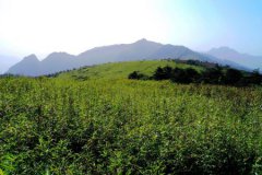 新加坡高官：封禁芯片不会压倒中国