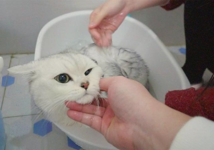 猫咪呼吸道感染怎么解决？应对猫咪呼吸道感染问题