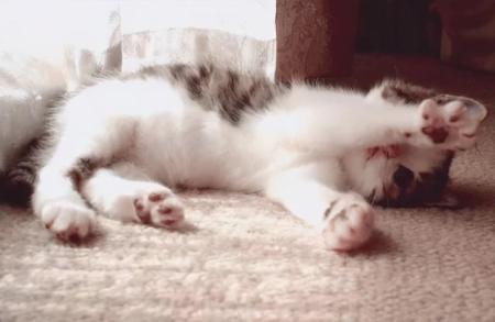 猫咪呼吸道感染怎么解决？应对猫咪呼吸道感染问题