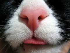 4种皮实好养的猫咪，越养越喜欢，新手可以