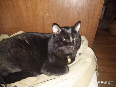 4种皮实好养的猫咪，越养越喜欢，新手可以饲养