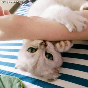 猫虽可爱，但为啥不要轻易接近流浪猫？是因为会传染猫病毒给人类？