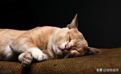 猫咪强烈的习砂性！猫咪习惯用猫砂