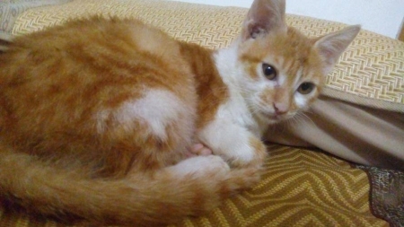 猫咪强烈的习砂性！猫咪为什么习惯用猫砂？