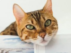 猫咪生产后需要照顾需要注意哪些