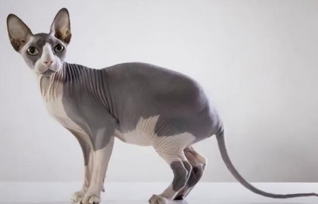 猫猫不能喝牛奶，猫猫在喝了牛奶后会产生多种不良反应