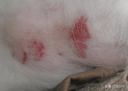 猫咪吃东西噎住，严重可致命，1分钟学会急救方法