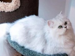 呕吐又腹泻！引发猫咪肠胃炎的5大真相呕吐