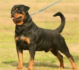 泰迪犬长白毛怎么办？狗狗长白毛的真相