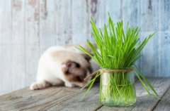 猫咪也会拉肚子，是什么原因导致的这5个方