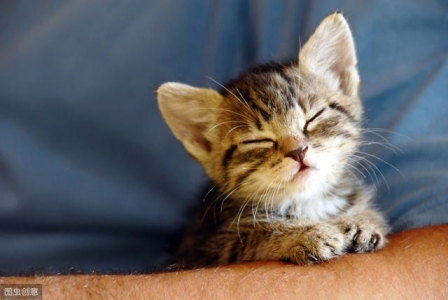 猫咪也会拉肚子，是什么原因导致的？这5个方法能有效缓解 猫咪拉肚子是什么原因引起的呢？