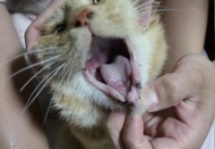 现在的猫咪已经不吃鱼了养鱼不防猫，鱼儿死