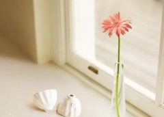 海蛇尾有毒吗？和海星要分别海蛇尾是什么动物