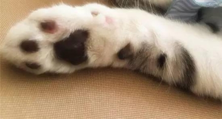 猫咪老是跑厕所是什么原因？猫咪老是跑到床上尿怎么办？