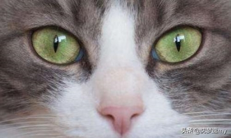 猫咪老是跑厕所是什么原因？猫咪老是跑到床上尿怎么办？