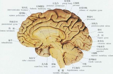 福岛50死士，用生命构筑最后一道防线悲壮伟大