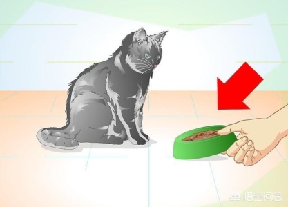 新手养猫应该注意哪些点？盘点5个新手养猫重点要注意的事项