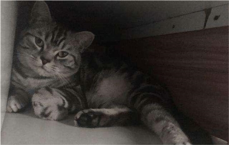 过年有什么样的方式可以带猫咪回家？四种方式可以将猫咪带回去！