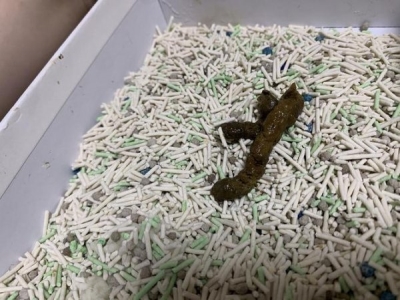 猫咪上火怎么办？不用慌，教你降火小妙招 猫上火了怎么降火