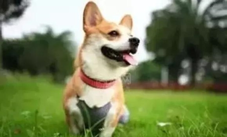 狗狗在早上叫个不停怎么办？狗狗早上很早就叫怎么办？