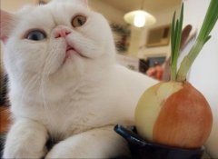 让猫咪的毛发更加光亮让猫咪的毛发更加光亮