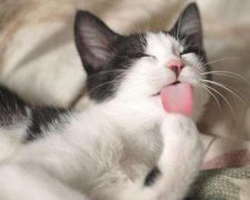 猫咪爱吃草不仅仅是为了排毛球，还有这些真