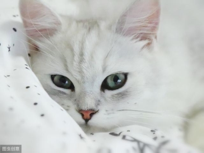 在家就能给猫咪做体检？！注意这四点就够了！！！ 自行给猫咪做处于良好的状态体检的方法