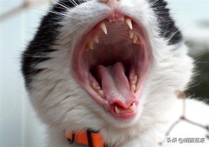 在家就能给猫咪做体检？！注意这四点就够了！！！ 自行给猫咪做处于良好的状态体检的方法