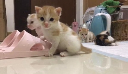 新手养猫解读猫鼻支的诊断和医治 猫鼻支的症状能治好吗？