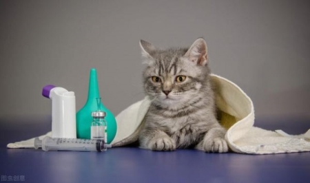 新手养猫解读猫鼻支的诊断和医治 猫鼻支的症状能治好吗？