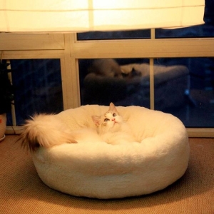 新手养猫解读猫鼻支的诊断和医治 猫鼻支的症状能治好吗？