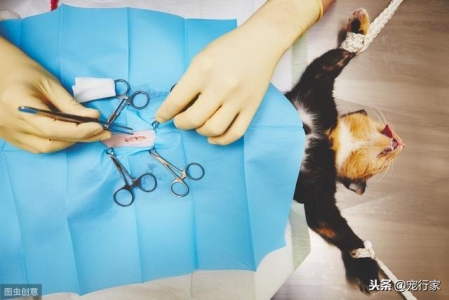 猫咪不会在盆里上厕所怎么办？猫不在猫盆里拉尿为什么