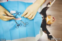 猫咪不会在盆里上厕所解决办法？猫不在猫盆