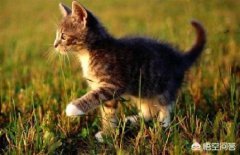 为猫猫清理耳朵判断什么时间，帮助猫猫清理