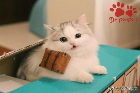 如何为猫猫清理耳朵？如何判断什么时间，帮助猫猫清理耳朵呢？